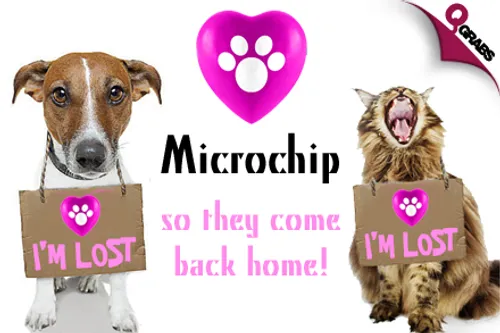 For QR88 Protect Your Pet with a Basic Microchip & Application at Qatar Vet Center! (QR350 Value)